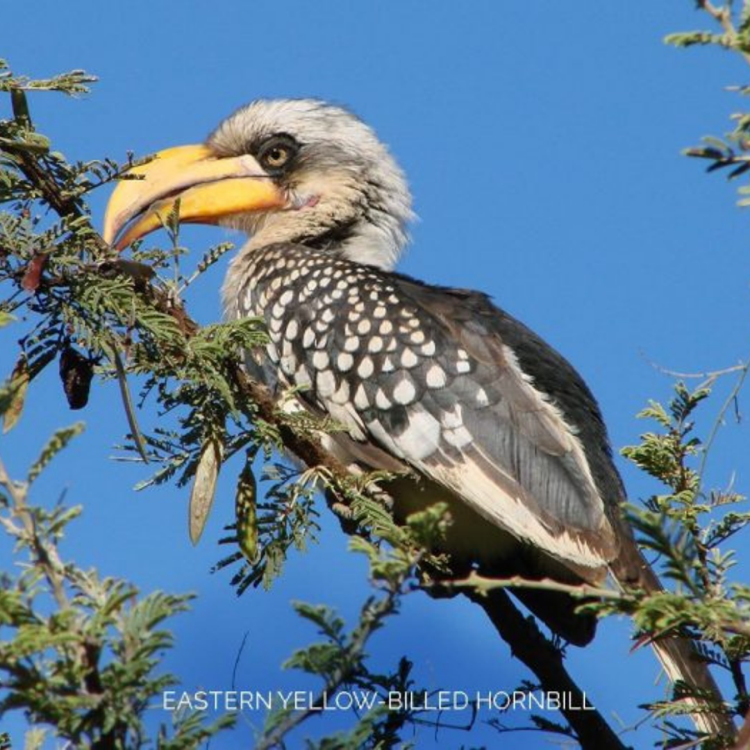 Birds: Somalia’s Little-Known Treasures￼