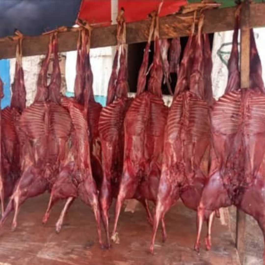 Silver Dik Dik: Somalia’s Tragedy On Silver Dik Dik￼